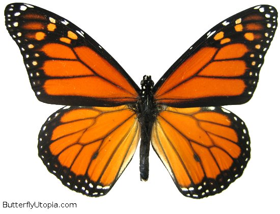 Pictures Of Monarch Butterfly - Free Monarch Butterfly pictures 